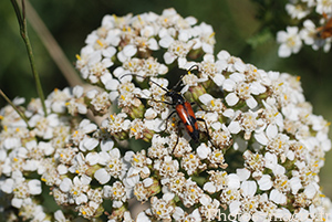 Leptura bifasciata-femelle